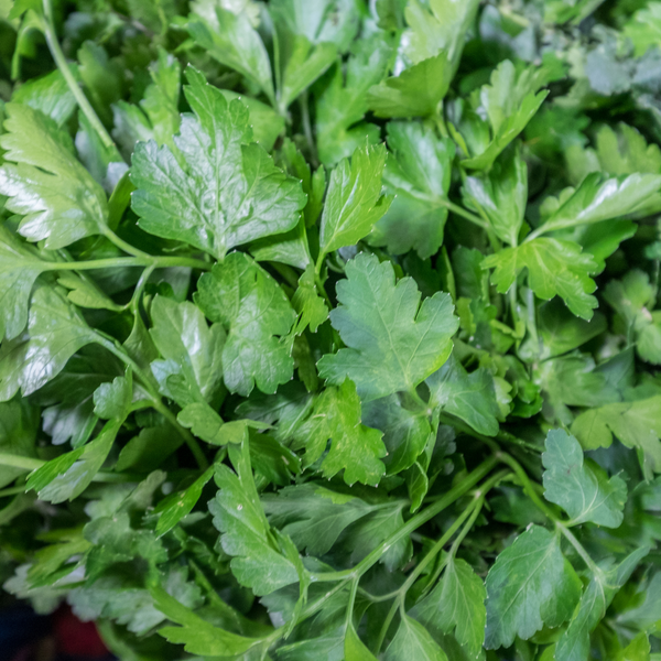 Herbs - Parsley - Italian Flat Leaf