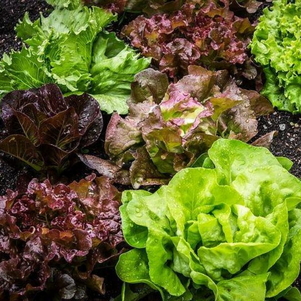 Lettuce Mix
