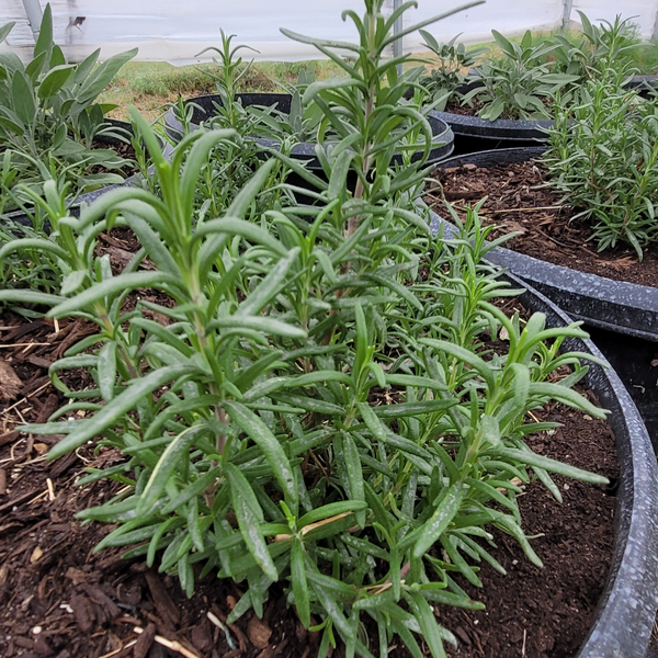 Herbs - Rosemary