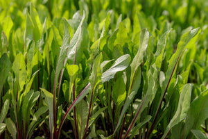 All About Italian Dandelion