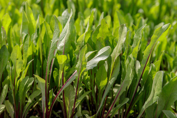 All About Italian Dandelion