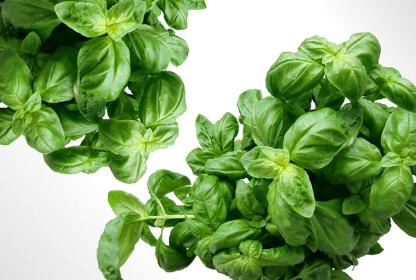 All About Basil