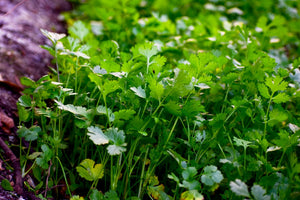 All About Cilantro