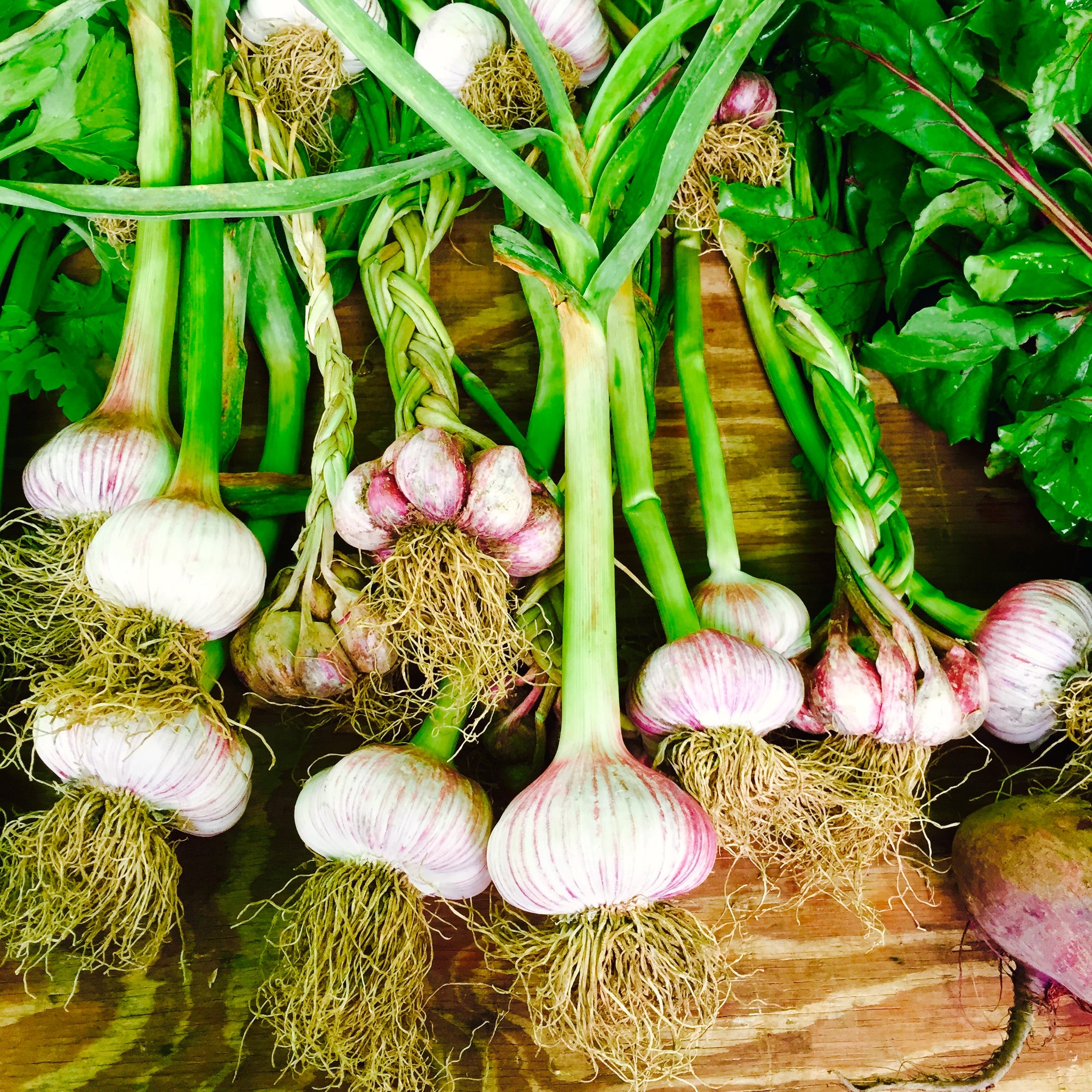 Whitehurst Farm I Garlic
