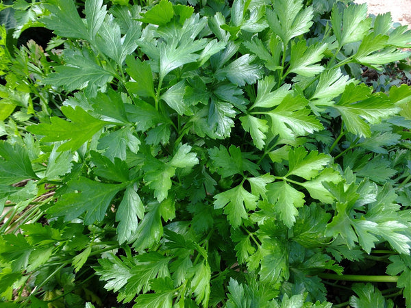 All About Parsley