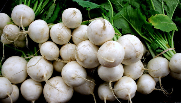 All About Salad Turnips