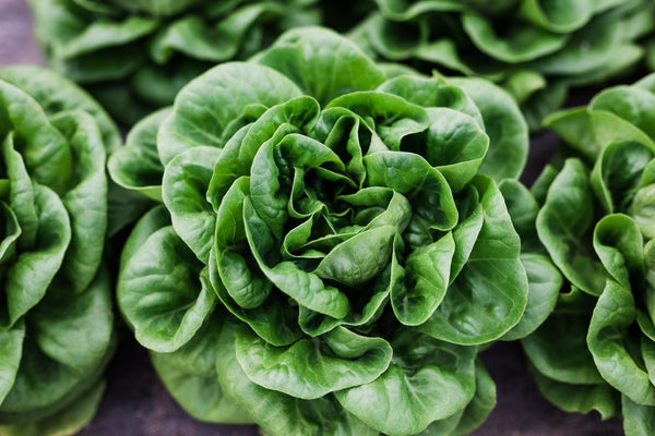 All About Salanova Lettuce