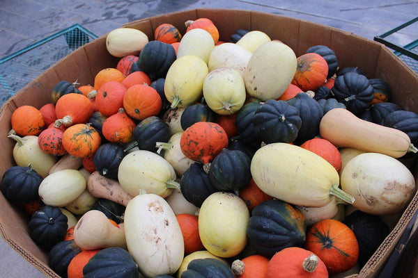 All About Winter Squash