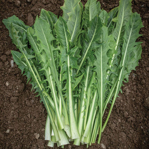 Italian Dandelion