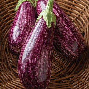 Eggplant