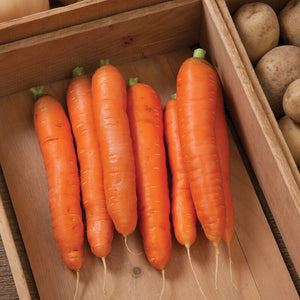 Carrots