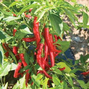 Sweet and Hot Peppers - by Weight