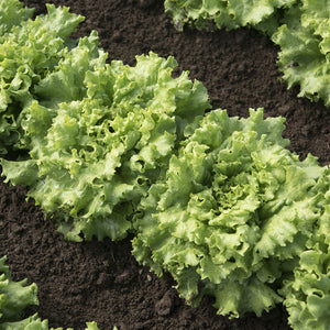 Lettuce - Head
