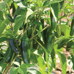 Sweet and Hot Peppers - by Weight