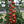 Tomato Varieties