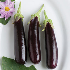 Eggplant