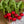 Radishes