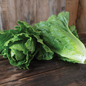 Lettuce - Romaine