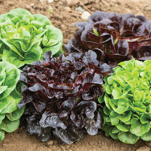 Lettuce - Salanova