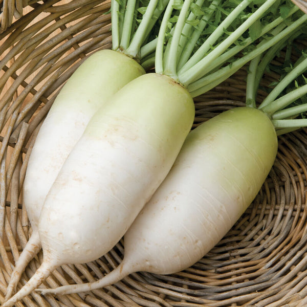 Radish - Alpine Diakon