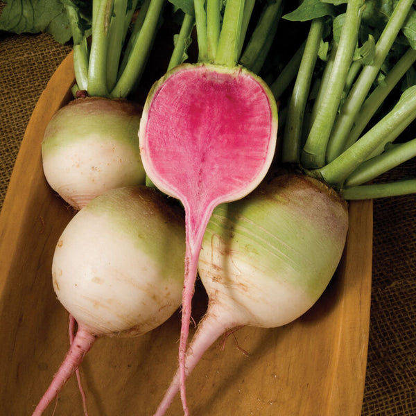 Radish - Red Meat