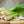 Herbs