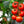 Tomato Varieties