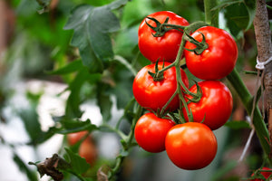 Tomato Varieties
