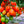 Tomato Varieties