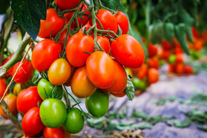 Tomato Varieties