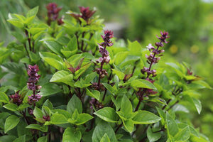 Herbs