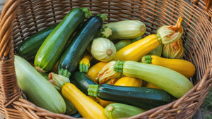 Squash and Zucchini