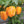 Bell Peppers