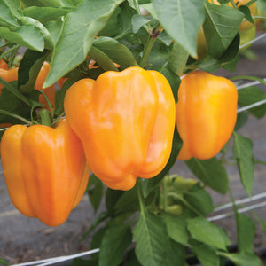 Bell Peppers