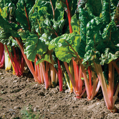 Swiss Chard
