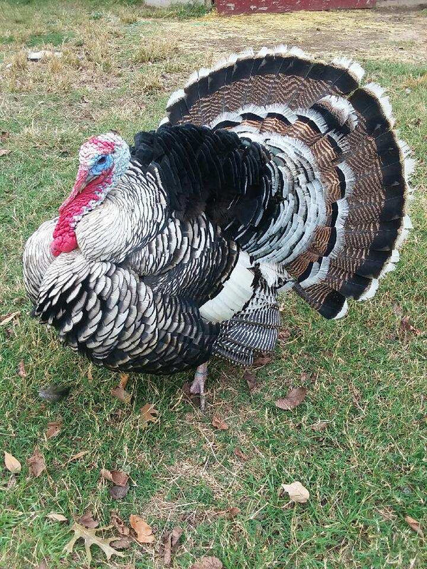 Heritage Breed - Small Whole Turkey
