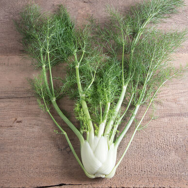 Fennel - Baby