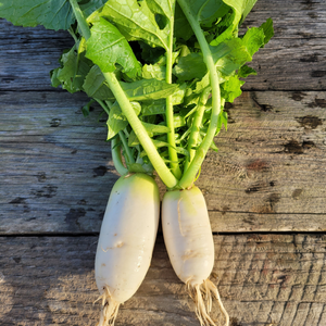 Winter Radish