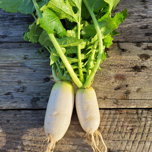 Winter Radish