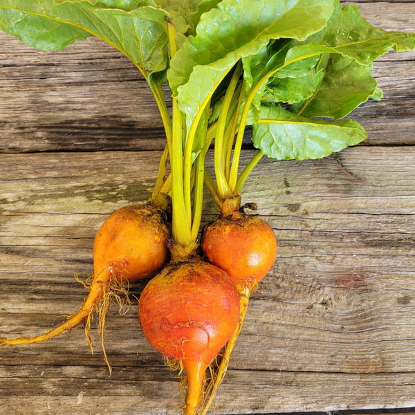 Beets - Yellow