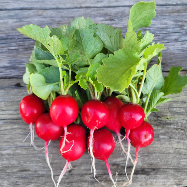 Radishes - 5 lb bag
