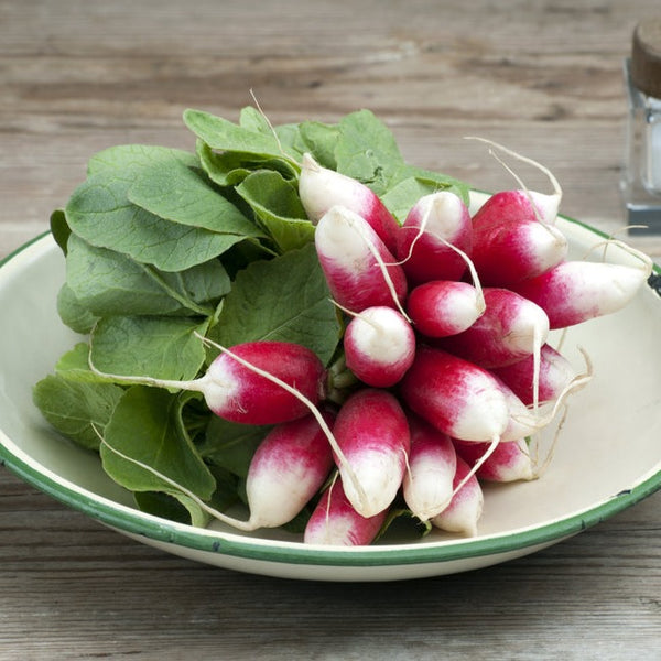 French Breakfast Radish
