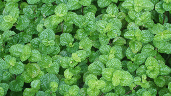 Herbs - Peppermint